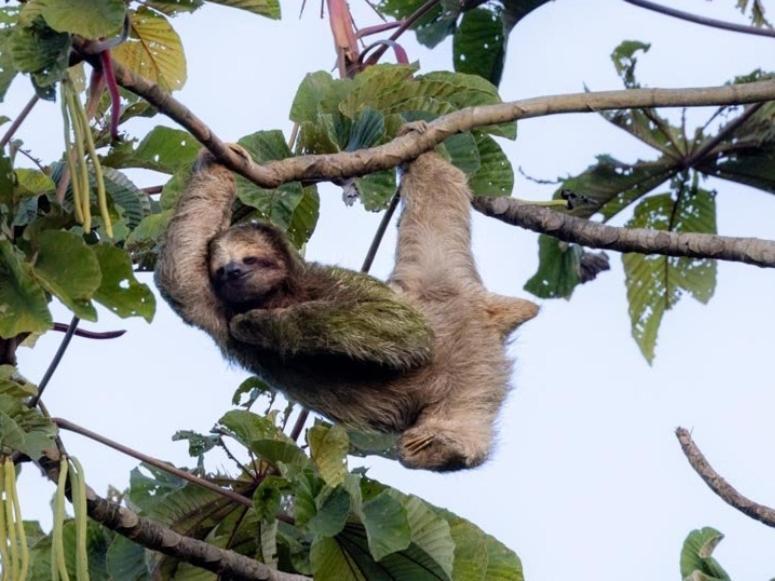 Bungalow Batsu La Fortuna Pokój zdjęcie
